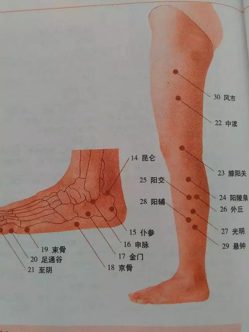 经络穴位图解