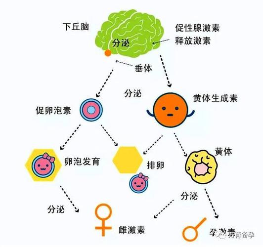 标题克罗米芬的奇幻力量