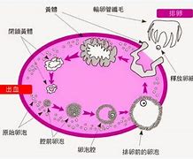 排卵期有什么不适症状