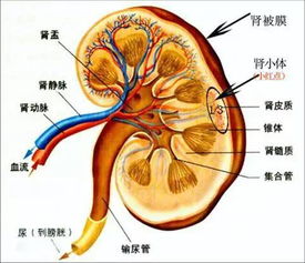 京城养肾攻略，北京顶级肾病专科深度解析与养生之道