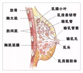 养生达人探秘深圳白癜风专科医院，绿色疗法守护健康之光