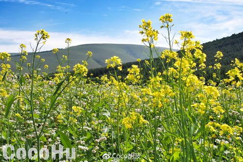 沙葱韭菜花采摘背后的故事，林草局回应