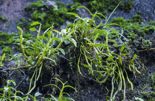 沙葱韭菜花采摘背后的故事，林草局回应