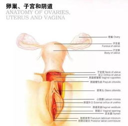 全方位解读，滑膜炎的疼痛秘密与养生之道