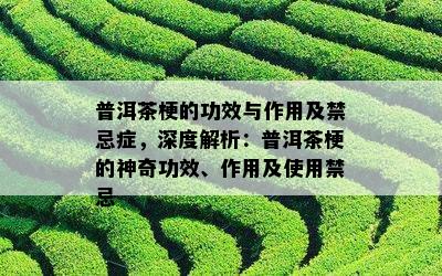 鼠曲草，养生圣品的奇妙功效与科学禁忌深度解析