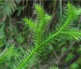 深度解析，伸筋草——养生保健的神奇植物，解锁筋骨健康密码