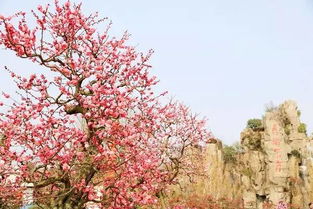 海棠花开养生记，赏花、食花与养生之道