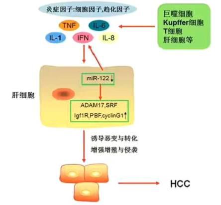 全方位解读，肝癌治疗的全面指南——从预防到康复，养生达人的深度解析