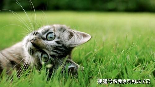 猫咪养生指南，2021年猫咪地域特色网名，让萌宠生活更健康