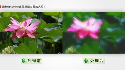 深度解析，红花——养生瑰宝，功效与作用全方位剖析