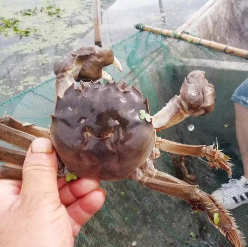 台风过境阳澄湖，大闸蟹的生死未卜