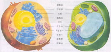 探索生命之源，从动物智慧中汲取的养生智慧