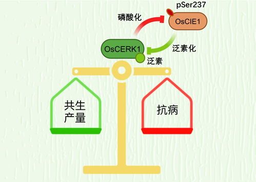 全面解析，糖尿病的遗传风险与预防之道