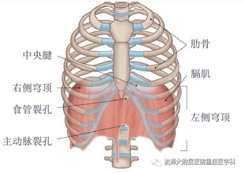 揭秘人体内的超级战士，揭秘最大肌肉——横膈肌的养生之道