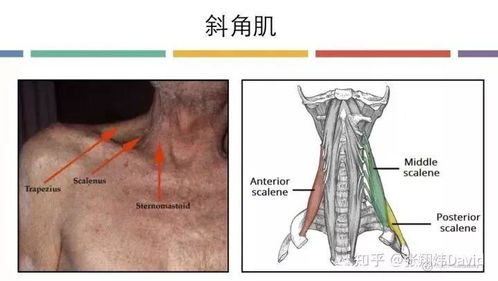 揭秘人体内的超级战士，揭秘最大肌肉——横膈肌的养生之道