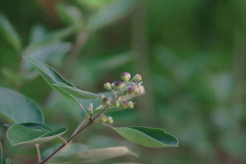 全方位揭秘，百部草药的养生奇效与神奇作用