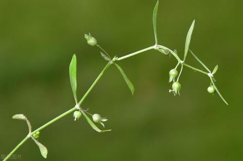 揭秘白花蛇舌草，养生保健的神奇植物——功效与应用全方位解析