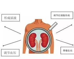 全面解析，急性盆腔炎的警示信号与养生调理之道