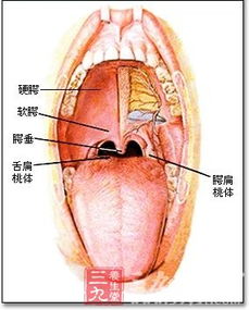 全面解析，应对咽炎，食疗与药物双重疗法的智慧选择