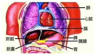 深度解析，探秘肝脏的养生秘密——藏于腹部的健康守护神