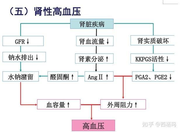 肾功能不好会引起尿酸高的原因