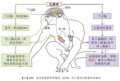 全面解读，脑震荡症状与养生调理之道