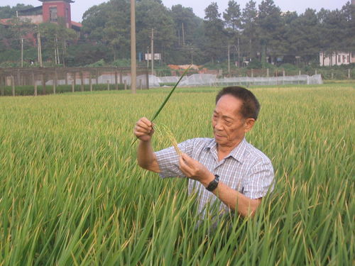 袁隆平，非洲农民心中的稻田守护者