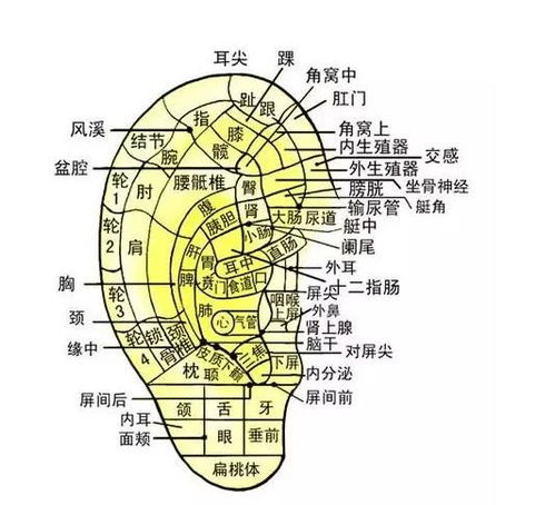 深度探索，全面解读耳朵穴位，你的健康守护神