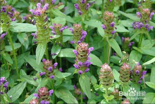 夏枯草的养生秘密，全面解析其独特作用与神奇功效