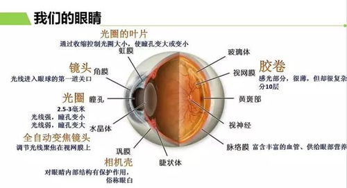 眼部健康守护指南，解读眼睛异物感的真相与对策