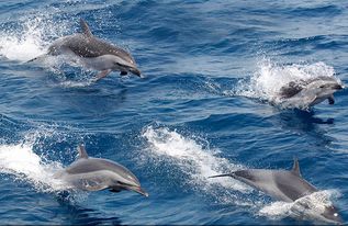 日本男子遭性受挫海豚特殊攻击，海洋生物行为与人类互动的反思