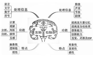 全面解析，脑动脉硬化的症状与养生之道