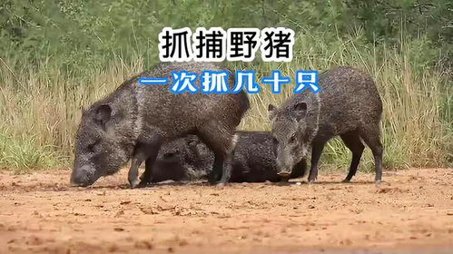 浙江野猪猎人，与野性共舞的倒贴勇士