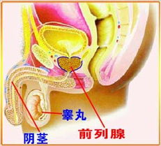 男性霉菌性阴炎全面解析与健康养生指南