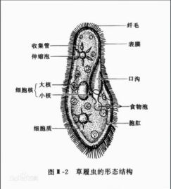 龙齿养生大揭秘，神奇功效与全面解析