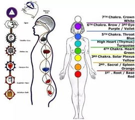 深度探索人体奥秘，器官结构图解，你的健康管家