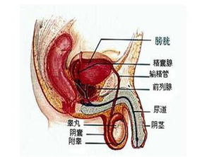 呵护私密健康，解读阴囊湿疹的成因与养生之道