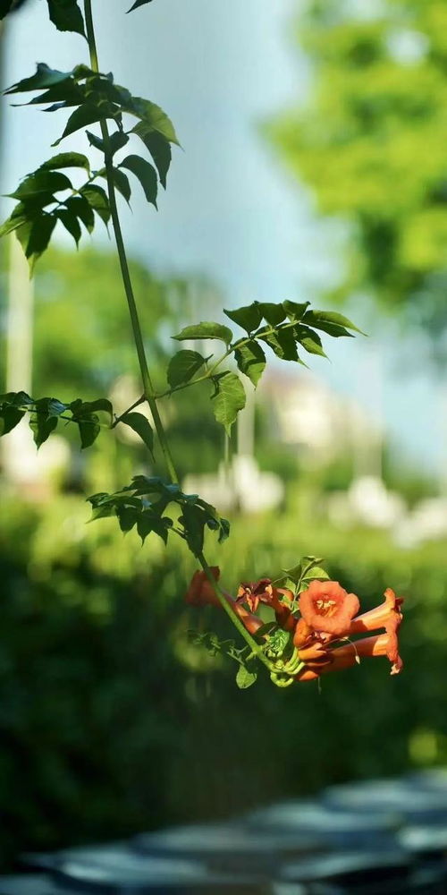 夏日绽放，养生与花儿的美丽邂逅——探寻适合夏季养植的健康花卉