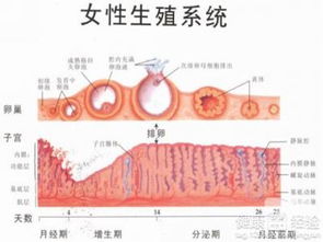 揭秘多囊卵巢综合症，症状、影响与应对之道