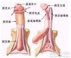 揭秘男性淋病，那些难以察觉的隐形危机