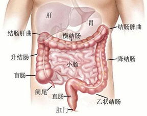 掌握毛囊炎症状，识别、预防与有效治疗全指南