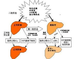 掌握健康密码，解读酒精肝的秘密信号