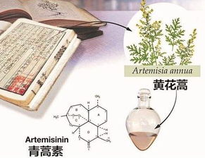 解锁中医瑰宝，川芎的神奇力量与日常应用