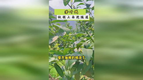 探秘番泻叶，了解其神奇功效与潜在副作用