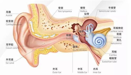 全面解析，中耳炎的症状及应对之道——守护听力健康指南