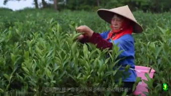 探秘福州茶韵，深入了解茶叶批发的绿色之旅