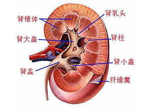 探秘肾脏的小感冒——肾盂肾炎的症状全解读