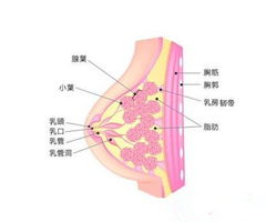 全面解析，女性囊肿，病因、危害与健康养护全攻略