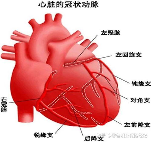 全面解析，心脏供血不足的信号与养生妙招