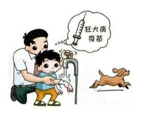 狂犬疫苗，守护生命的安全盾，还是不为人知的误解？